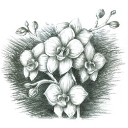 Étui blister avec 3 crayons fusains Lumograph Charcoal assortis et 1 estompe en papier - Staedtler