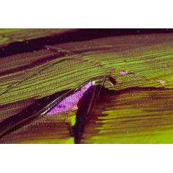 Additif Medium Pour Glacis 473 ml - Liquitex