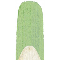 Pinceau Winton poils de porc Usée Bombée Manche Longue N°4 - Winsor & Newton